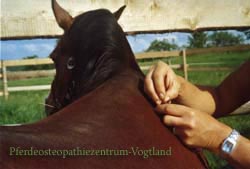 Pferdeosteopathie